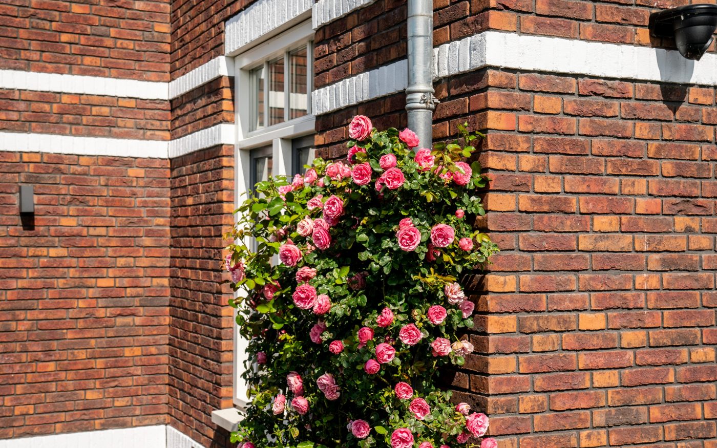 New construction houses Weespersluis | Weesp